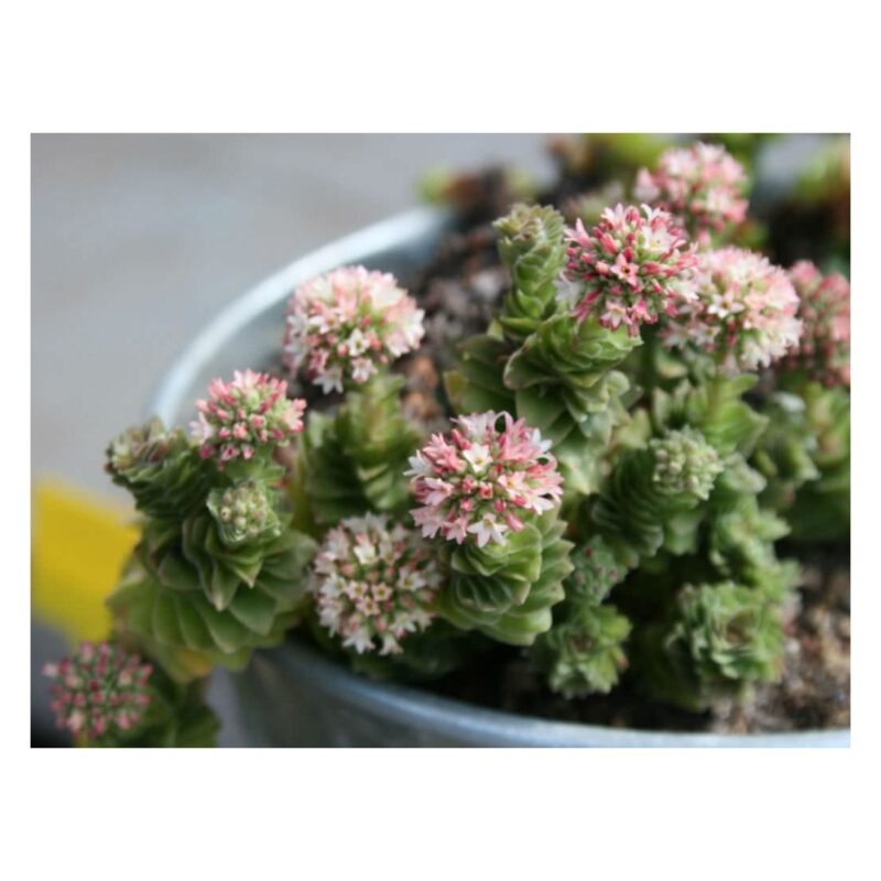 Crassula Estagnol4