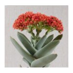 Crassula Falcata