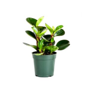 Peperomia Obtusifolia