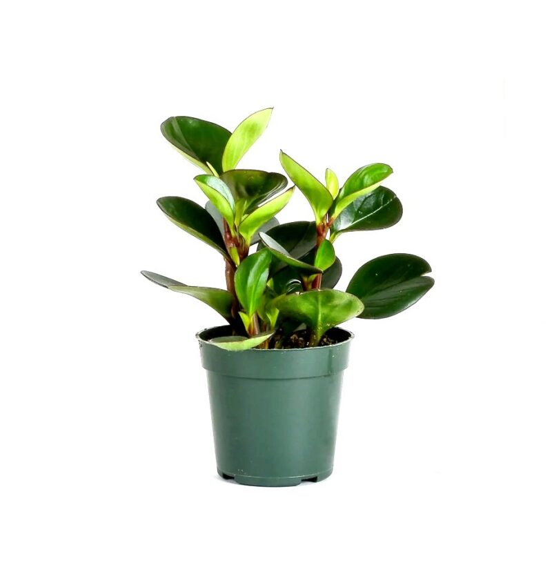 Peperomia Obtusifolia