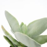 Crassula Rochea Falcata Mini (2)