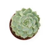 Echeveria Derenbergii (1)