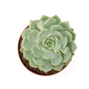 Echeveria Derenbergii (1)