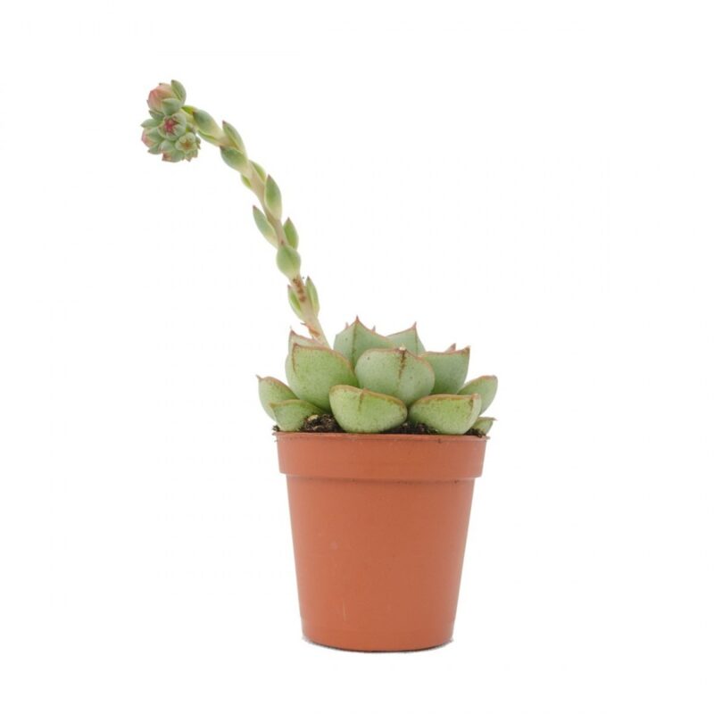 Echeveria Fabiola Mini (2)