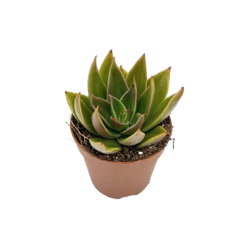 Echeveria Neomexicana2