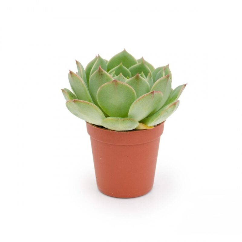 Echeveria Ramillete Mini (1)