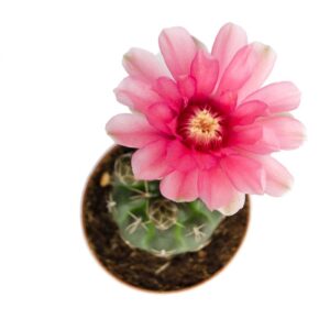 Gymnocalycium Baldianum Mini (1)