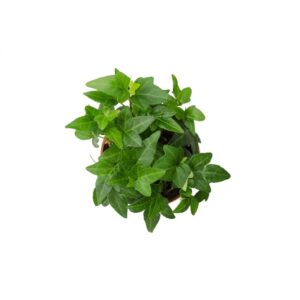 Hedera Helix Shamrock 2