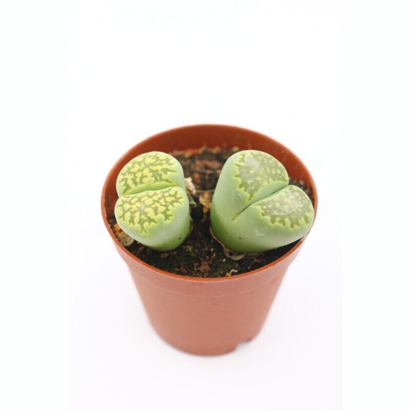 Lithops Tas Kaktus 703 0