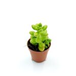 Sedum Lucidum 1