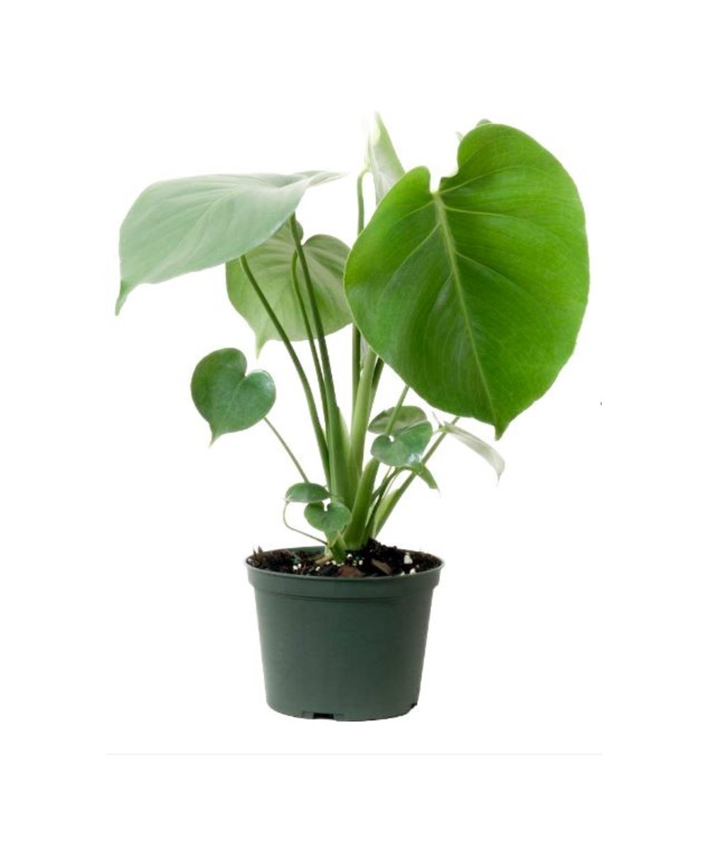 best place for pineapple plant Pineapple Plant