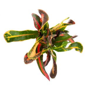 Codiaeum Variegata Mammi