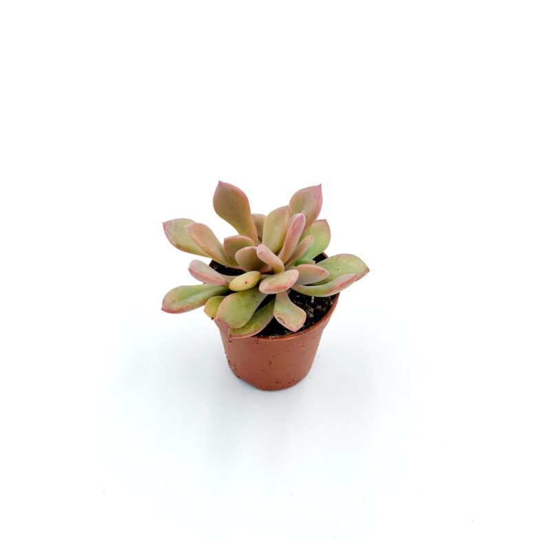 Graptoveria Debbie