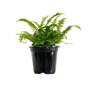 Fern Lemon Grow Pot Small 1000x1000