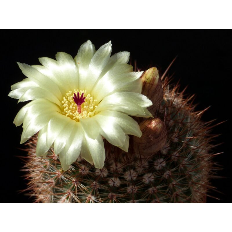 Notocactus Schlosseri 1