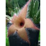 Stapelia Gigantea