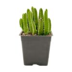 Stapelia Hirsuta