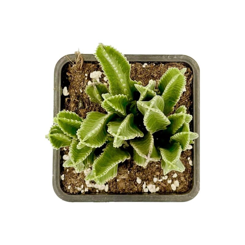 Stapelia Hirsuta2