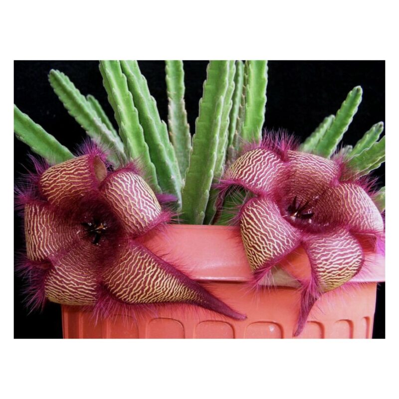 Stapelia Hirsuta