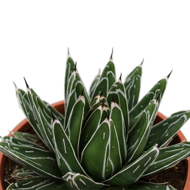 Agave Victoriae Reginae M 19 Cm (1)