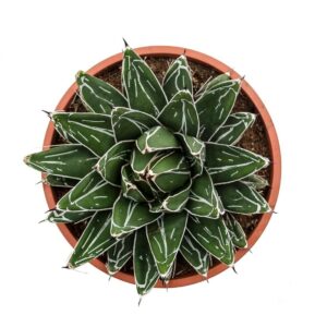 Agave Victoriae Reginae M 19 Cm (2)