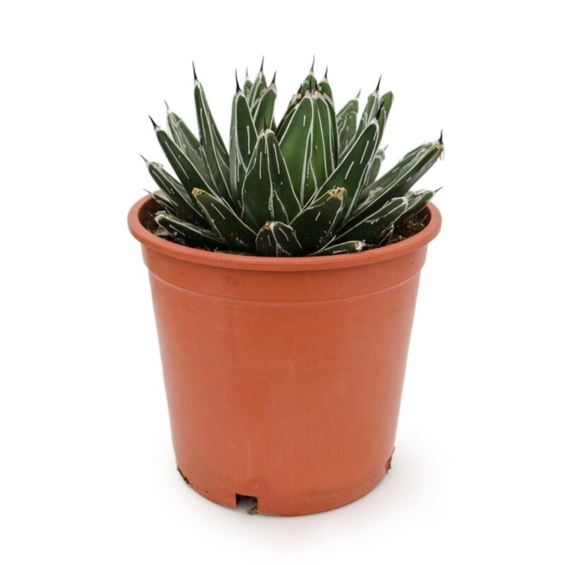Agave Victoriae Reginae M 19 Cm