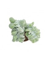 Echeveria Setosa F Cristata Mini (1)