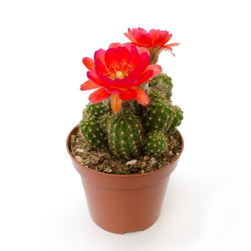 Echinopsis Chamaecereus Red (1)