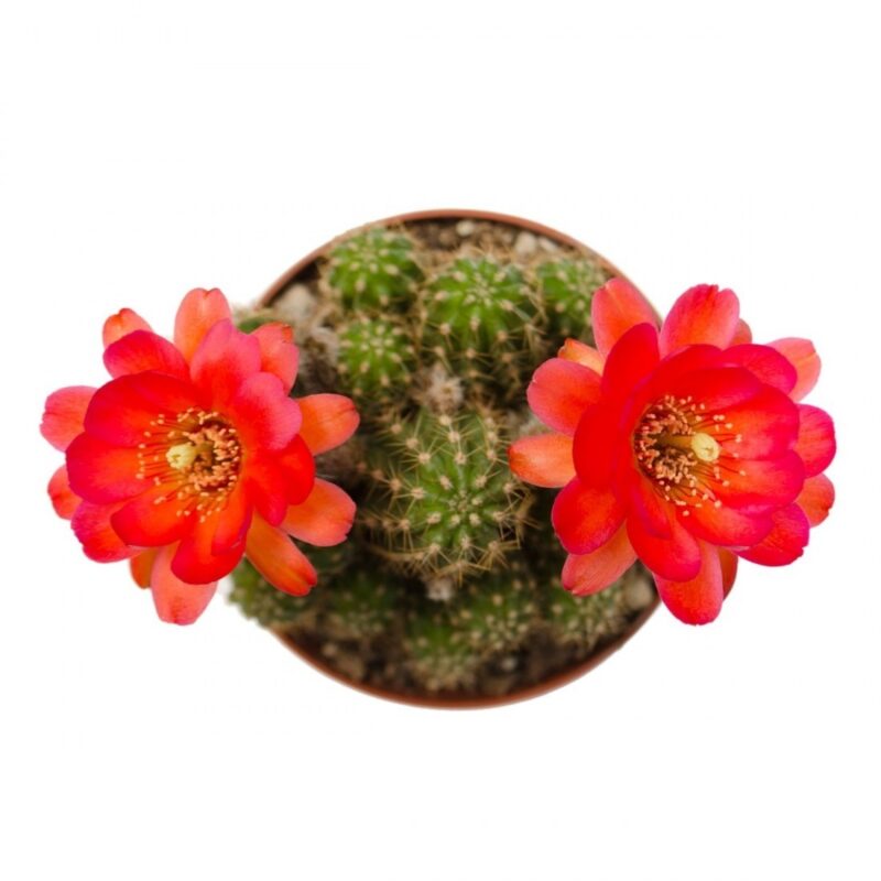 Echinopsis Chamaecereus Red