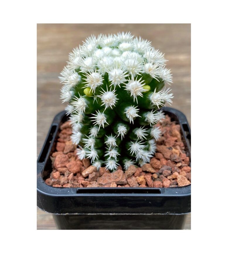 Mammillaria Vetula ssp Gracilis - Arizona Snowcap (5.5cm) - Geosupplies