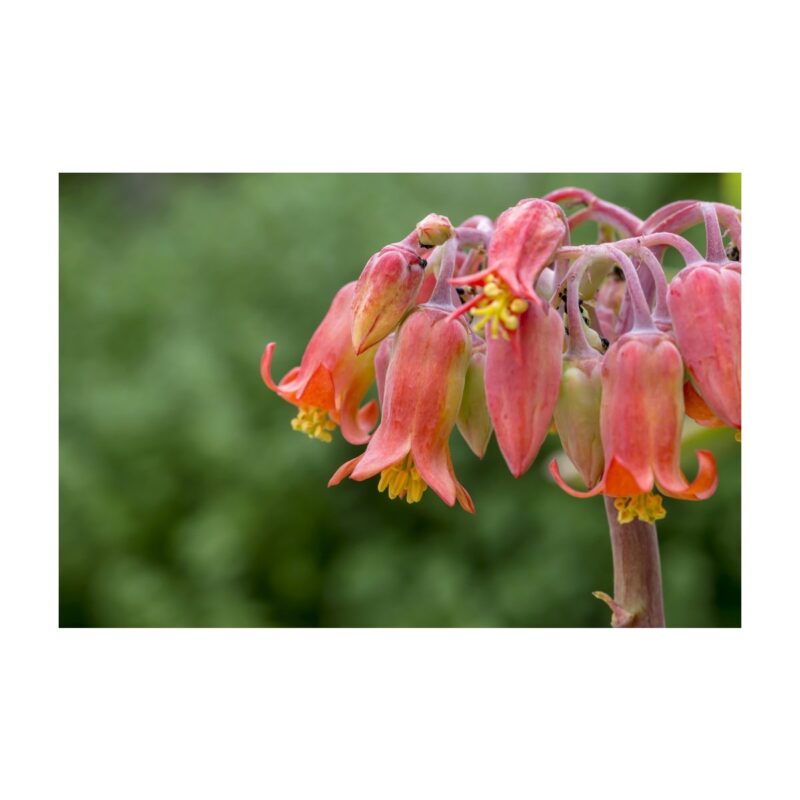 Cotyledon Orbiculata Bigstock Succulents Beautiful Succule 369001957 1024x683