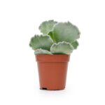 Cotyledon Undulata (1)