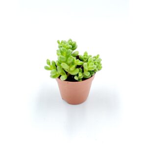 Crassula Elegans 1