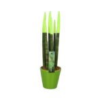 Sansevieria Cylindrica Velvet Touchz (3)