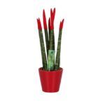 Sansevieria Cylindrica Velvet Touchz (5)