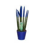 Sansevieria Cylindrica Velvet Touchz (6)
