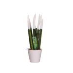 Sansevieria Cylindrica Velvet Touchz (7)