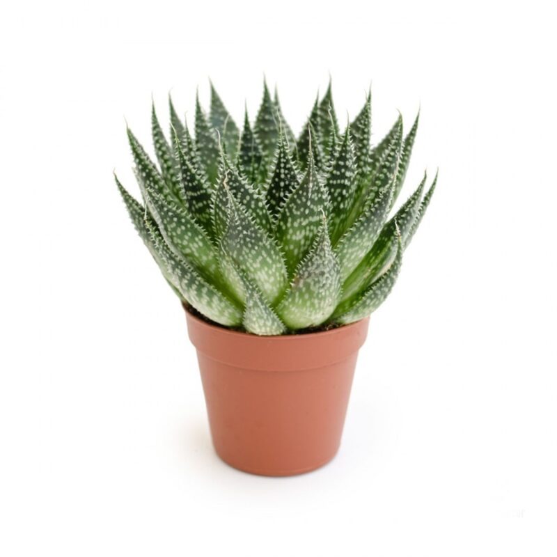 Aloe Aristata Magic Mini (1)