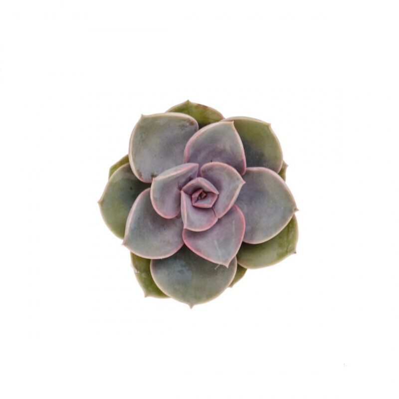 Echeveria Perle Von Nurnberg M 55cm