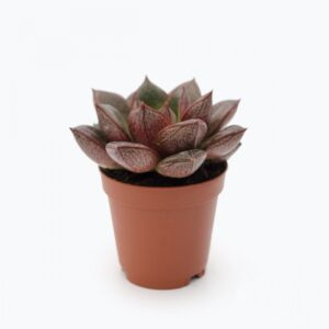 Echeveria Purpusorum Mini (2)