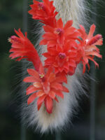 Cleistocactus Winteri Subsp. Colademononis Monkeys Tail1