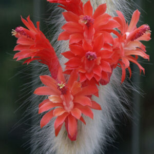 Cleistocactus Winteri Subsp. Colademononis Monkeys Tail1