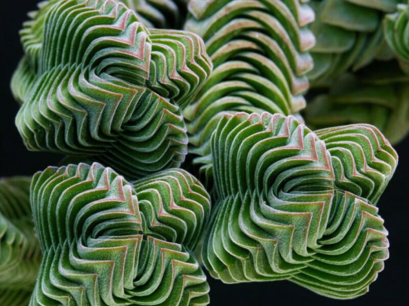 Crassula Buddhas Temple1 1