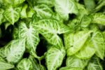 Arrowhead Plant 1