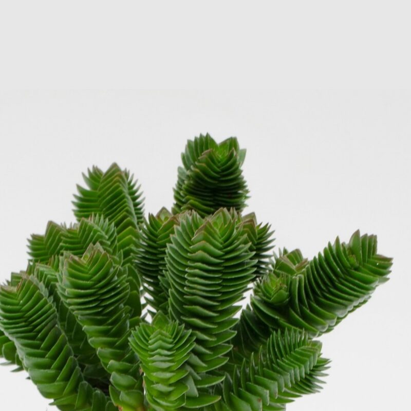 Crassula Buddhas Temple M 105 (1)