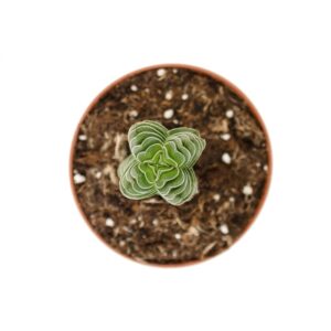 Crassula Buddhas Temple M 85 (1)