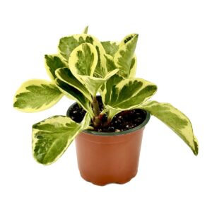 Peperomia