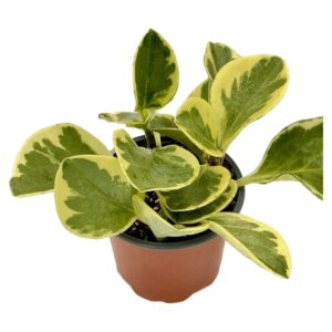 Peperomia2