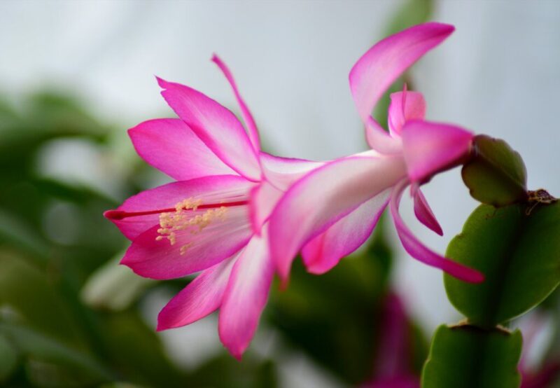 Schlumbergera