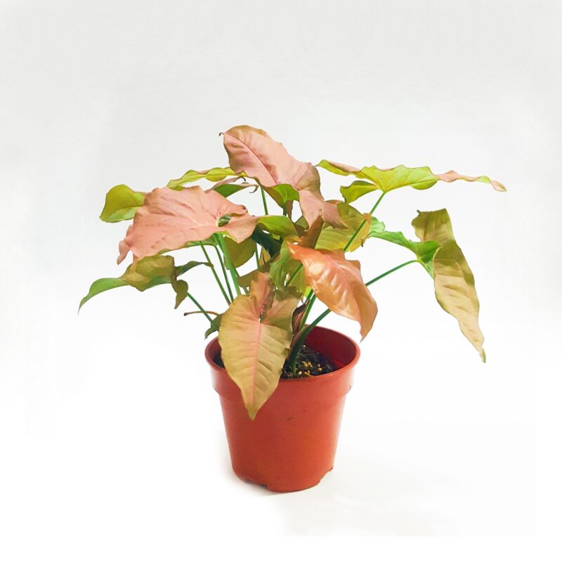 Syngonium Pink01 2000x